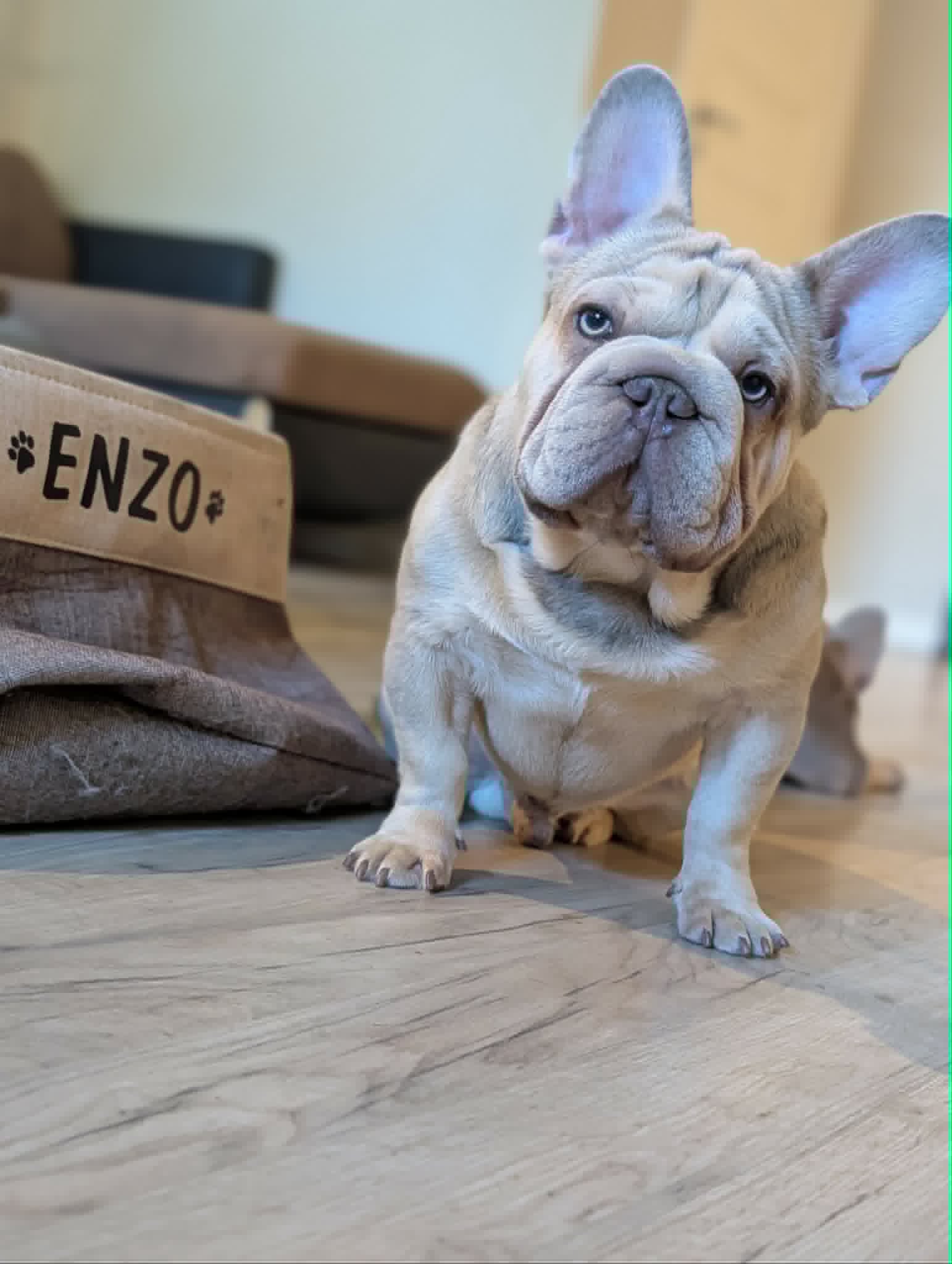 DogFather Norway French Bulldog