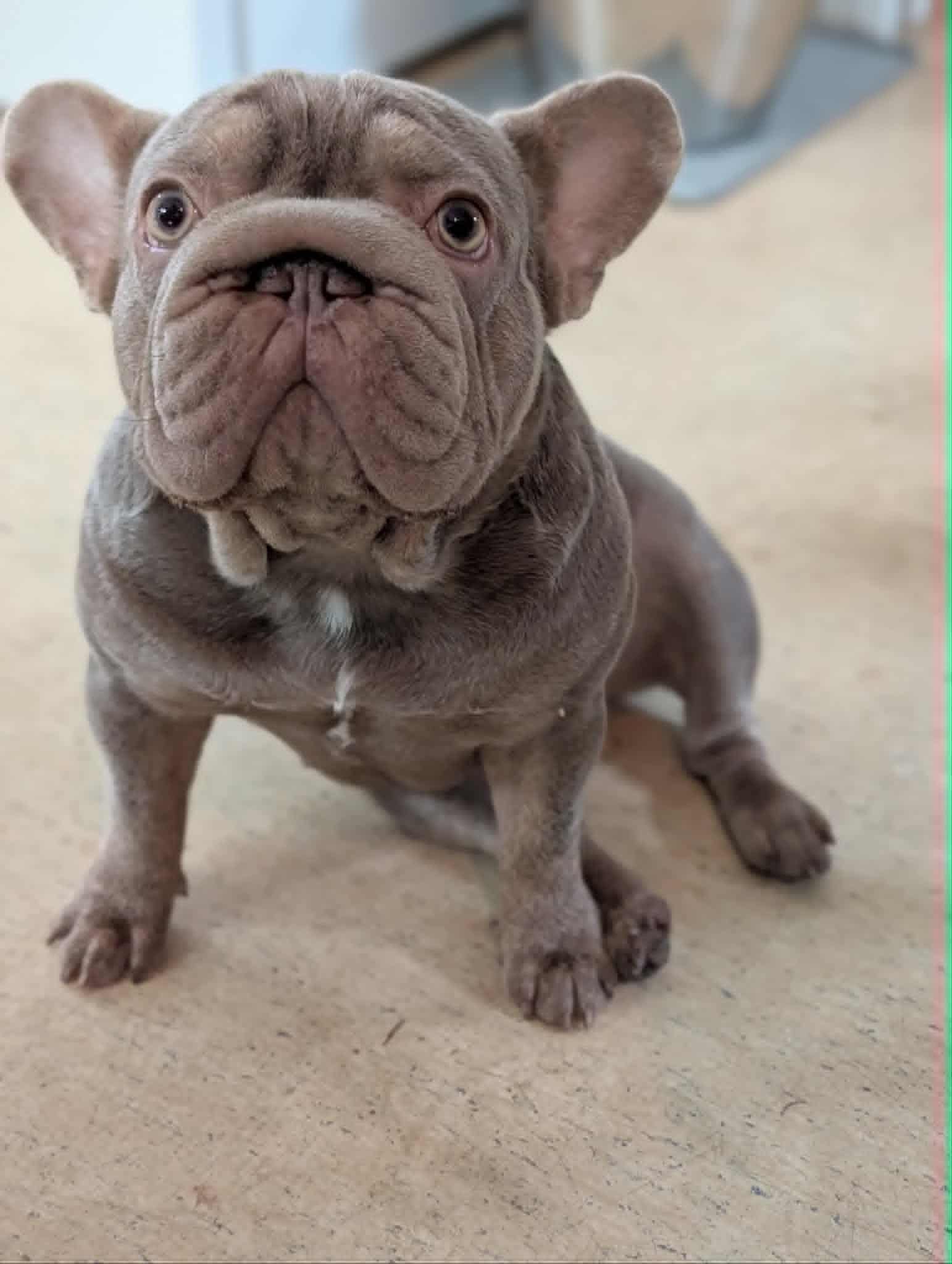 Bella