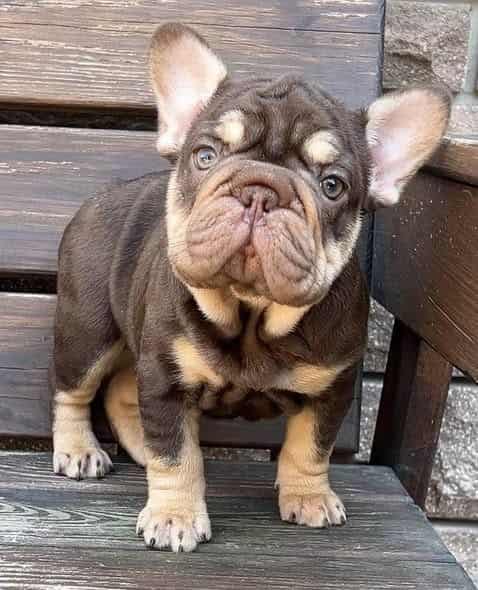 Max